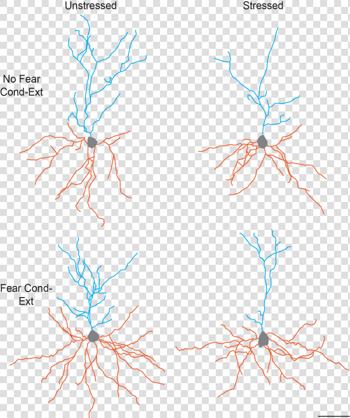 This Figure Illustrates The Separate And Combined Effects   Neuron Morphology  HD Png DownloadTransparent PNG