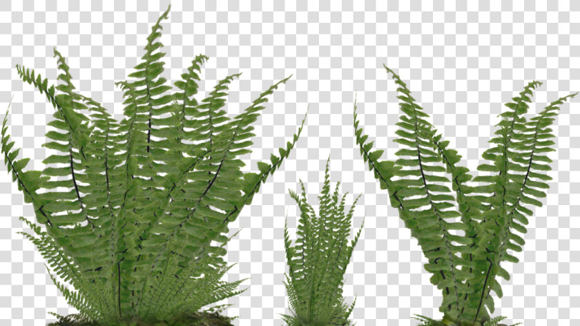 Foliage Png  foliage Png   Fern Png  Transparent PngTransparent PNG