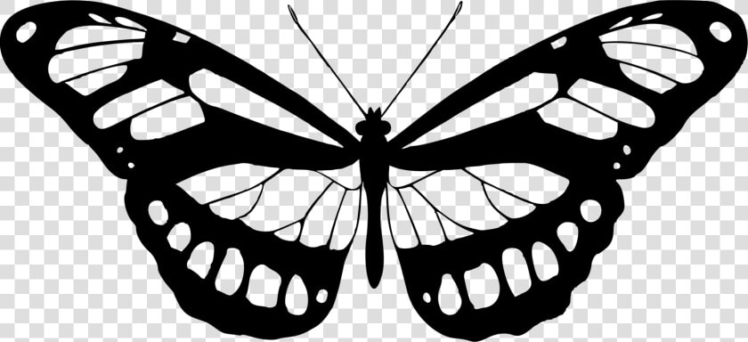 Transparent Butterfly Clipart Png Black And White   Butterfly White And Black  Png DownloadTransparent PNG