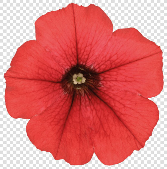 Petunia Png Photo   Red Petunia Png  Transparent PngTransparent PNG