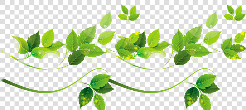 Vine Vector Plant Illustrator   Tree Leaf Vector Png  Transparent PngTransparent PNG