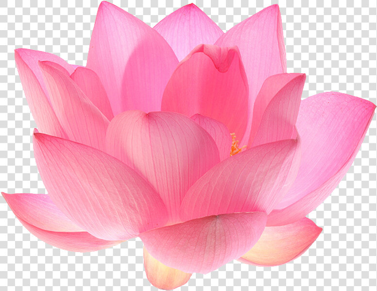 Indian Sacred Nelumbo Nucifera   Pink Lotus Flower Png  Transparent PngTransparent PNG