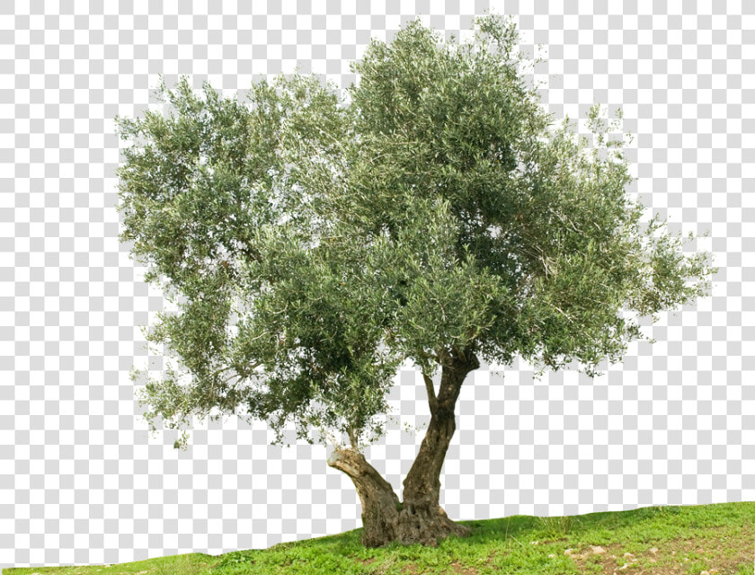 Greek Cuisine Olive Tree Stock Photography Mediterranean   Olive Oil Tree Png  Transparent PngTransparent PNG