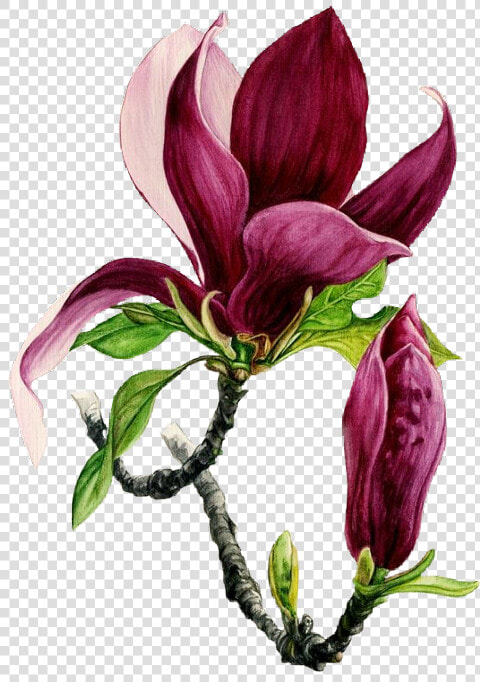 Flower Bordeaux Freetoedit   Watercolor Painting  HD Png DownloadTransparent PNG