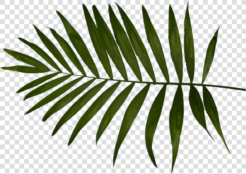 Palm Clipart Fern   Palm Trees  HD Png DownloadTransparent PNG