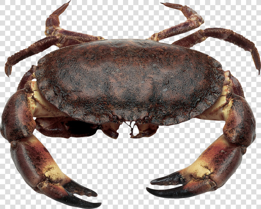 Download This High Resolution Crab High Quality Png   Brown Crab  Transparent PngTransparent PNG