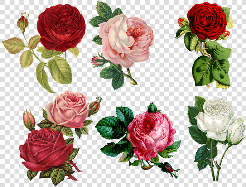 Transparent Vintage Roses Png   Vintage Painted Roses  Png DownloadTransparent PNG