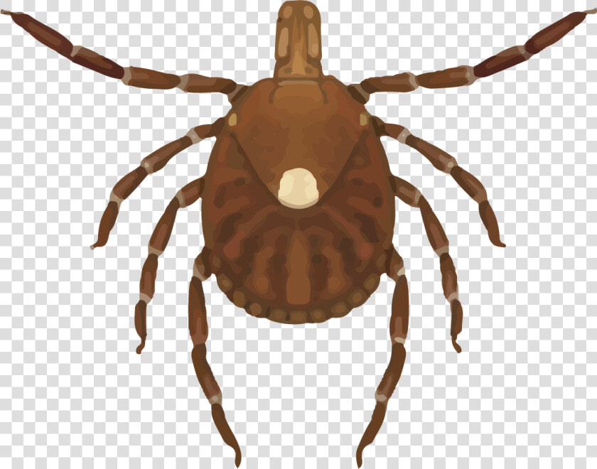 Female Lone Star Tick   Lone Star Tick  HD Png DownloadTransparent PNG