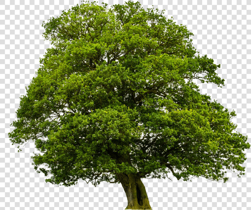 Big Tree  Pictures V   Oak Meaning In Hindi  HD Png DownloadTransparent PNG