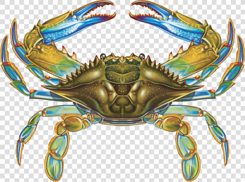 Crab   Crab Symmetry  HD Png DownloadTransparent PNG