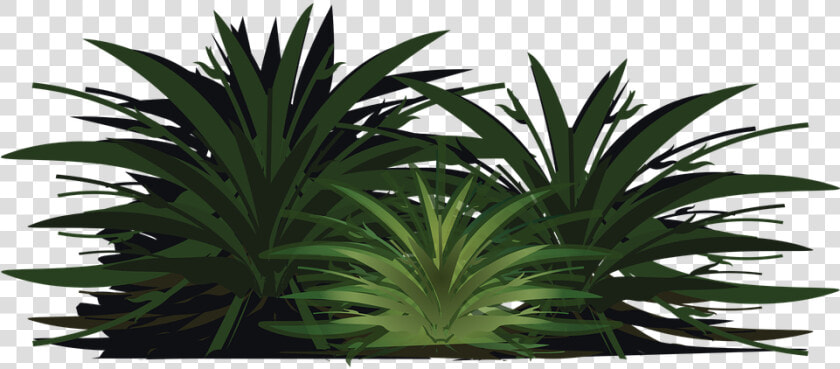 Palm Tree  Wood  Paper  Leaves  Plant  Bush  Foliage   Sabal Palmetto  HD Png DownloadTransparent PNG