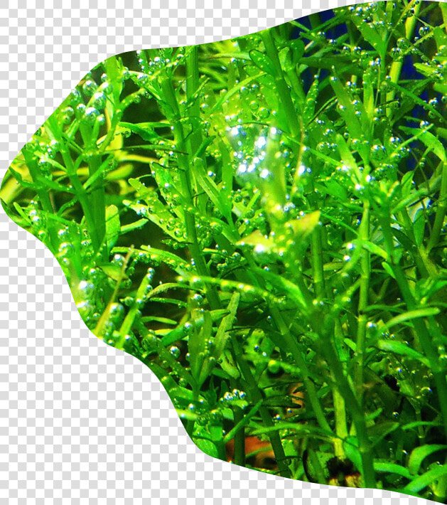 Freshwater Aquarium  HD Png DownloadTransparent PNG