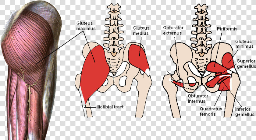 Gluteus Minimus Gluteus Medius  HD Png DownloadTransparent PNG