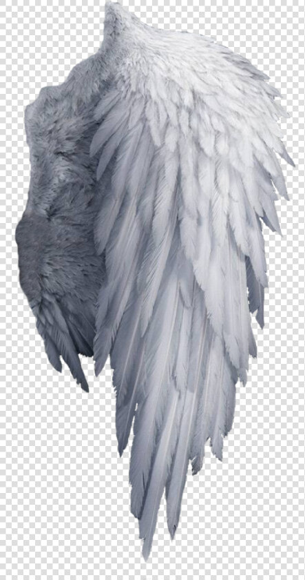 White Angel Wings Png   Png Download   Transparent Background Angel Wings Png  Png DownloadTransparent PNG