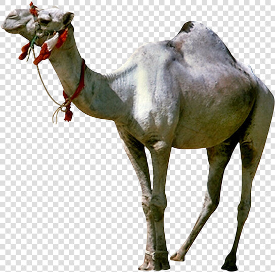 Camel Gif Animated Film Giphy   Camel Gif Png  Transparent PngTransparent PNG