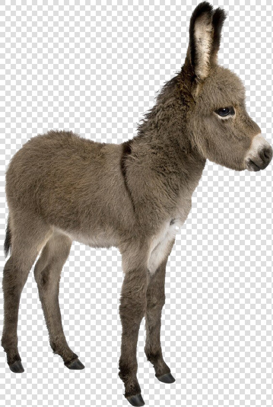 Donkey Png Images   Donkey And Young One  Transparent PngTransparent PNG