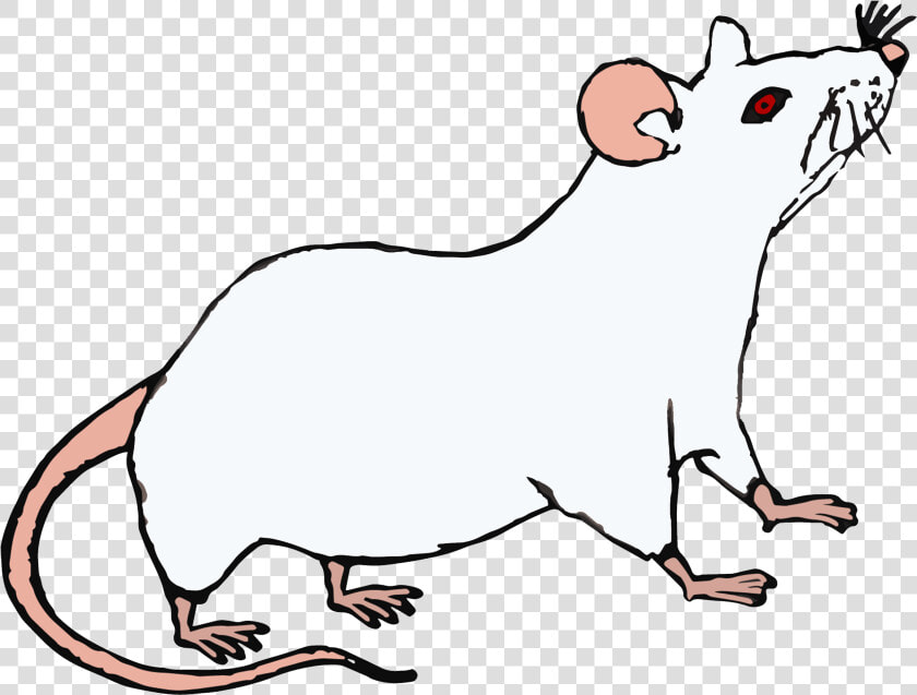 Topo Bianco   Rat  HD Png DownloadTransparent PNG