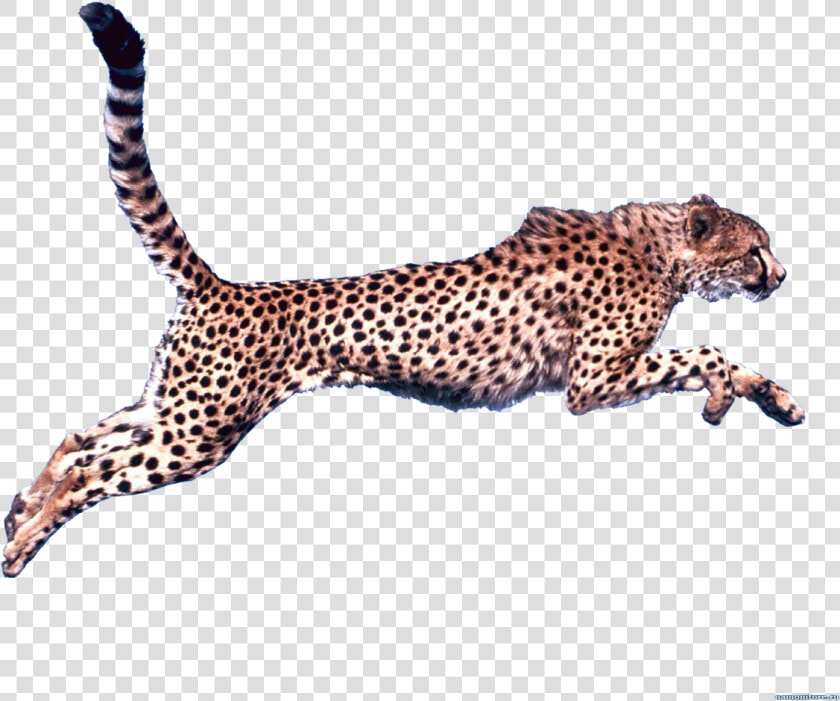 Cheetah Clip Art   Cheetah Running Transparent Background  HD Png DownloadTransparent PNG