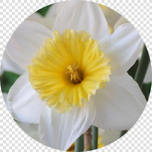 Narcissus  HD Png DownloadTransparent PNG