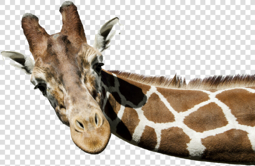 Giraffe Png Free Background   Giraffe Png  Transparent PngTransparent PNG