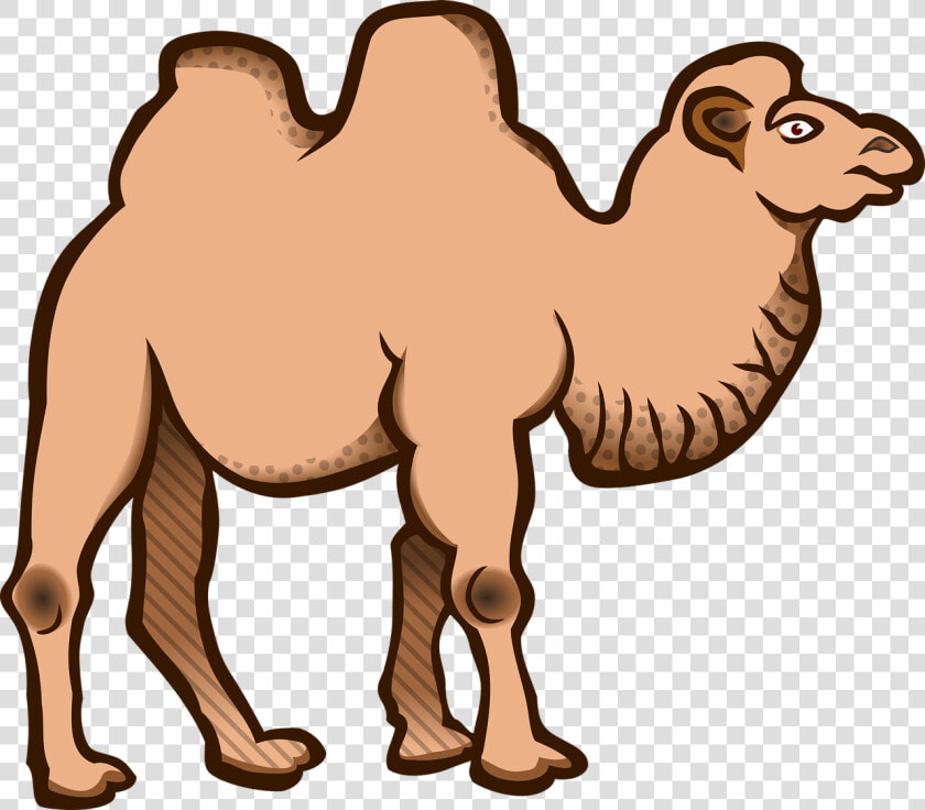 Wild Bactrian Camel Cartoon  HD Png DownloadTransparent PNG