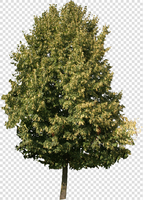 Cool Honey Locust Tree   Png Download   Ash Tree Png  Transparent PngTransparent PNG