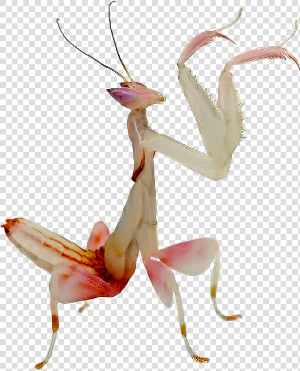 Clip Art Orchid Love Animal Pinterest   Adult Kung Fu Mantis  HD Png DownloadTransparent PNG