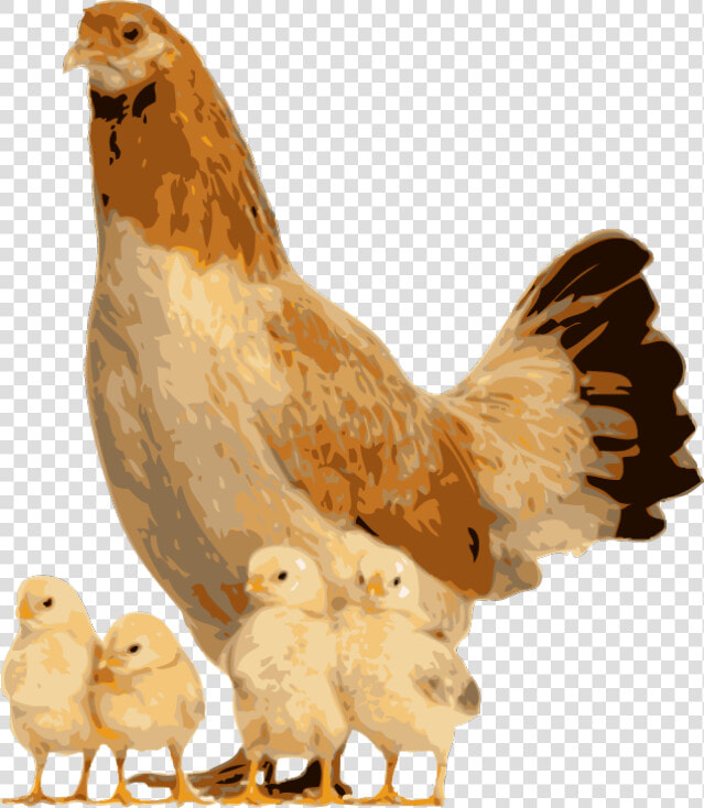 Hen Clipart Live Chicken   Hen And Chick Png  Transparent PngTransparent PNG