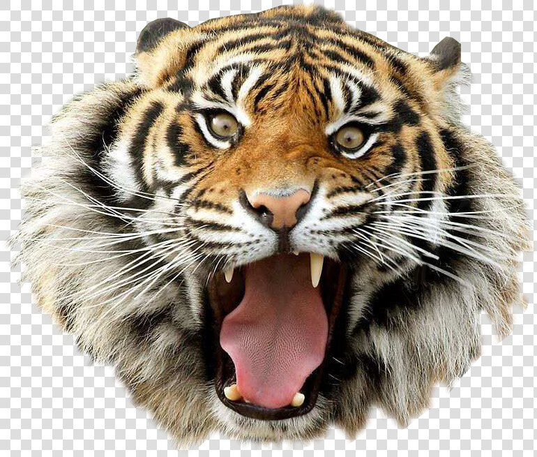 Angry Tiger Transparent Image Animal Graphic Image   Tiger Png Image Hd  Png DownloadTransparent PNG