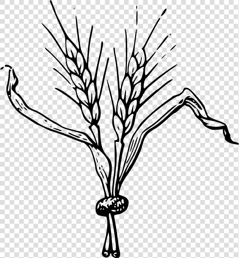 Jpg Royalty Free Grain Drawing Easy   Clip Art Of Barley  HD Png DownloadTransparent PNG