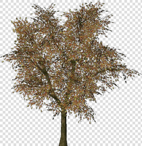 Norway Maple Tree Png  Transparent PngTransparent PNG