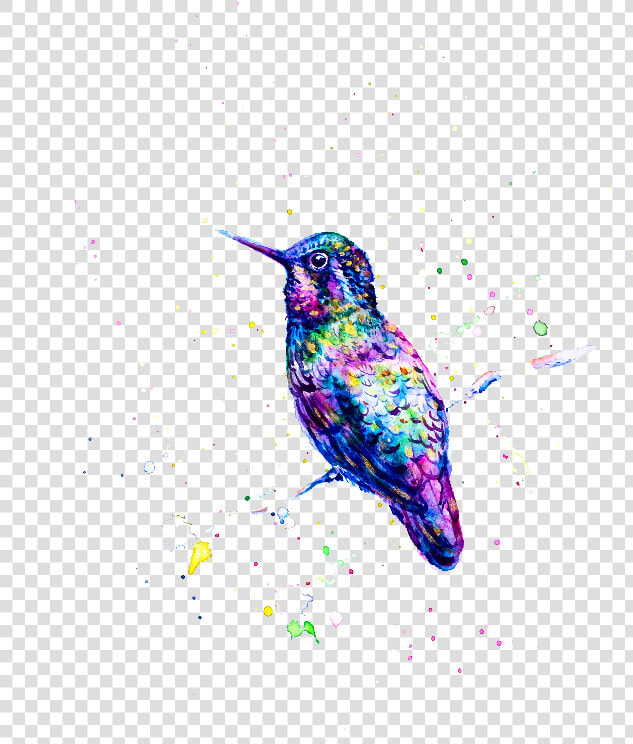 Lámina Colibrí  HD Png DownloadTransparent PNG