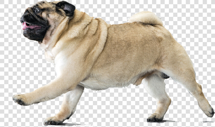 Dog Breed Information Pinterest   Pug Running Transparent Background  HD Png DownloadTransparent PNG