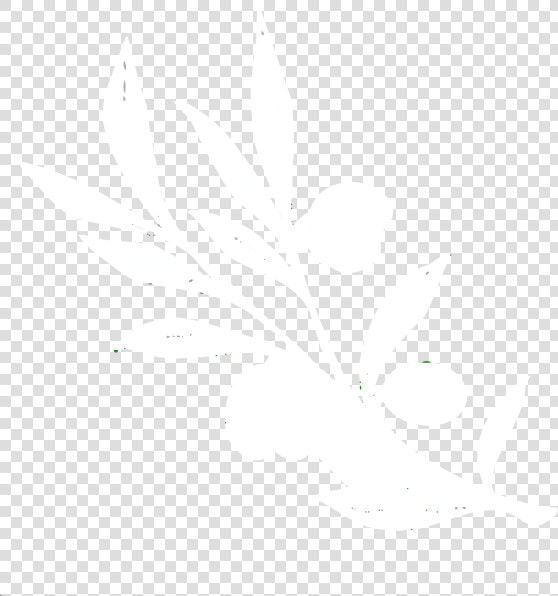 Transparent Olive Branch Png   White Olive Branch Png  Png DownloadTransparent PNG