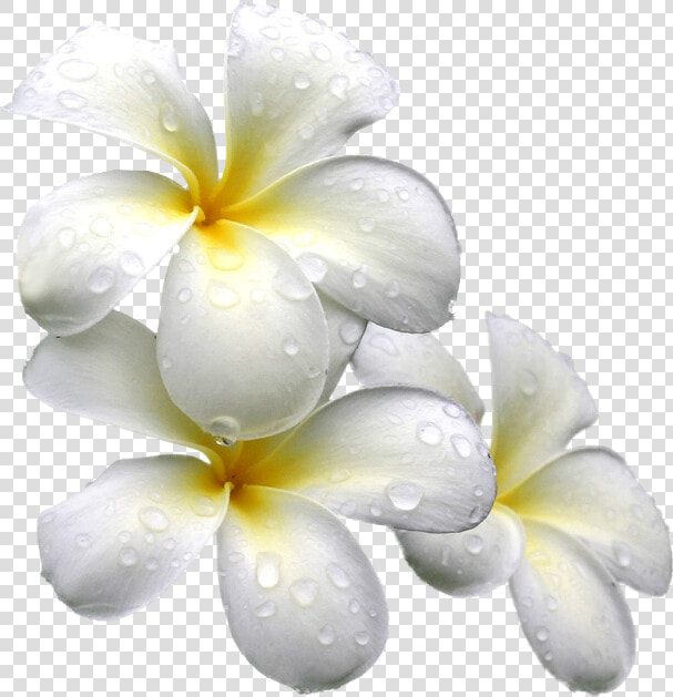 White Exotic Flower Png  Transparent PngTransparent PNG