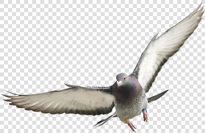 Pigeons And Doves   Png Download   Redhead  Transparent PngTransparent PNG