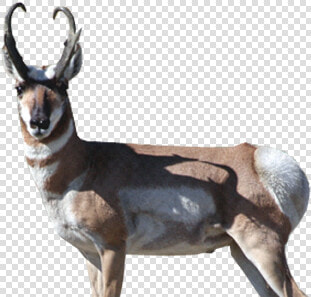 Roe Deer  HD Png DownloadTransparent PNG