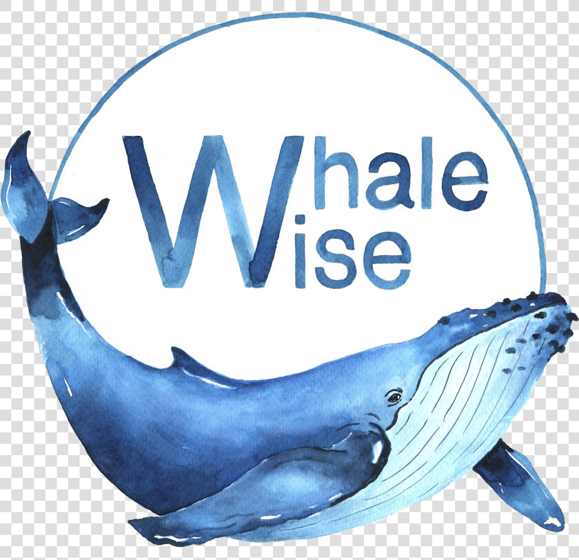 Transparent Whales Png  Png DownloadTransparent PNG