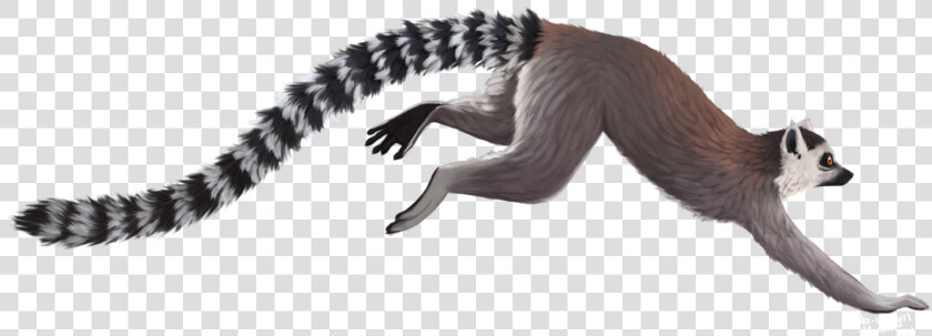 Transparent Lemur Png   Ring Tailed Lemur With White Background  Png DownloadTransparent PNG