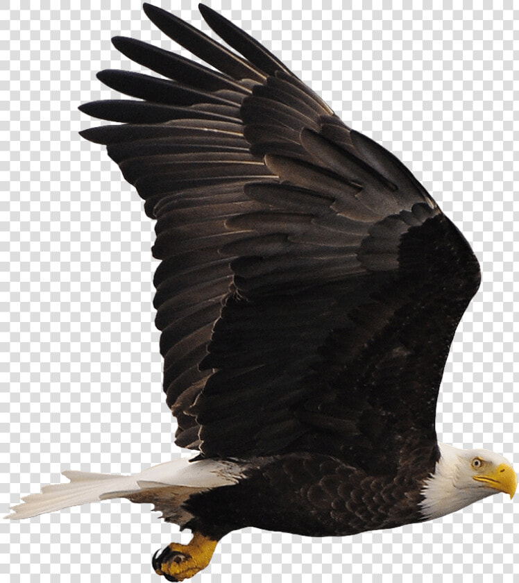 Bald Eagle Buzzard Hawk Vulture  HD Png DownloadTransparent PNG