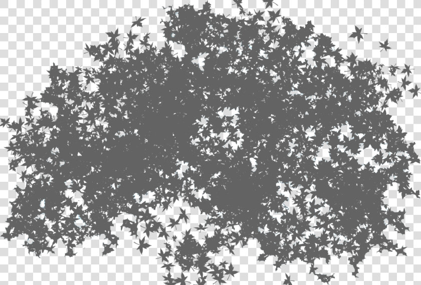 Top Tree Png Available In Different Size   Trees Shadow Png File  Transparent PngTransparent PNG