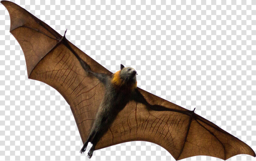 Bats Sleeping Png  Transparent Png   Grey Headed Flying Fox Png  Png DownloadTransparent PNG