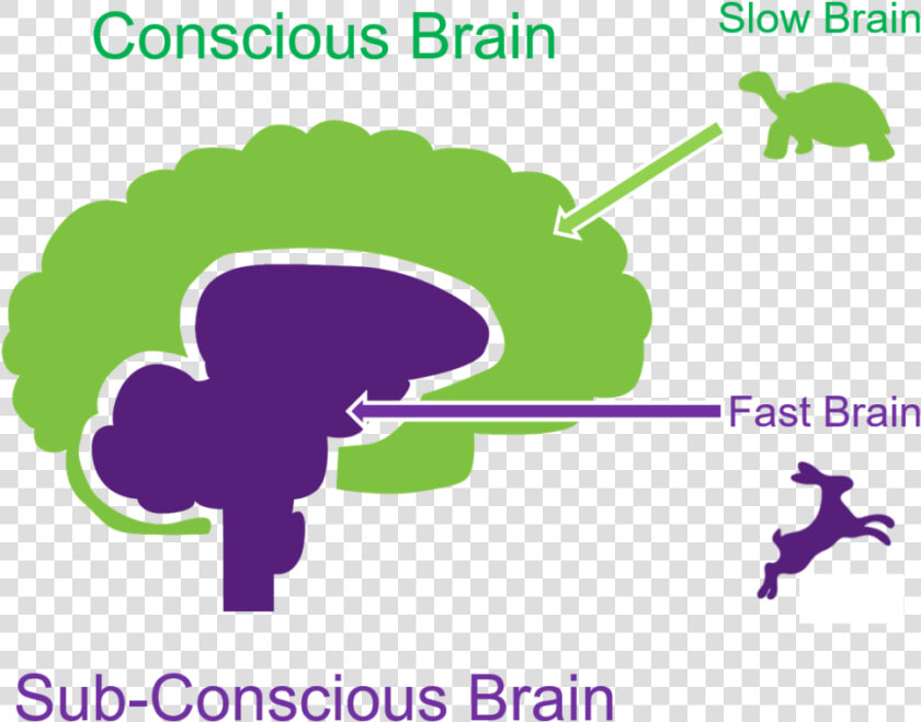 Thinking Fast And Slow Brain  HD Png DownloadTransparent PNG