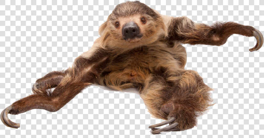 Sloth Png Free Image Download   Three toed Sloth  Transparent PngTransparent PNG