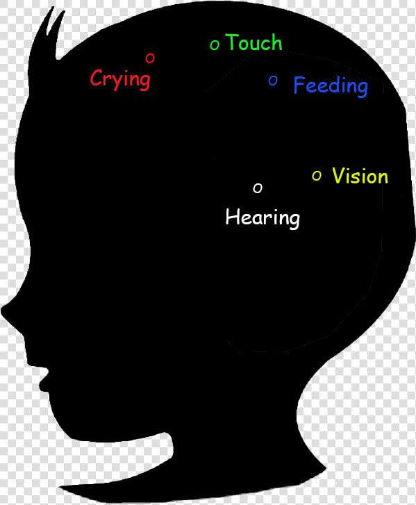 Baby Brain Development Stage 0 2 Months   12 18 Month Brain  HD Png DownloadTransparent PNG