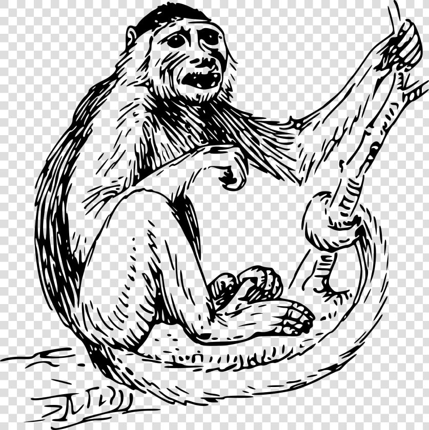 Cliparts For Free   Monkey Clipart Black And White  HD Png DownloadTransparent PNG