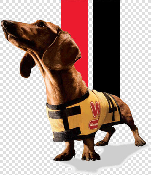 Weiner Dog  HD Png DownloadTransparent PNG