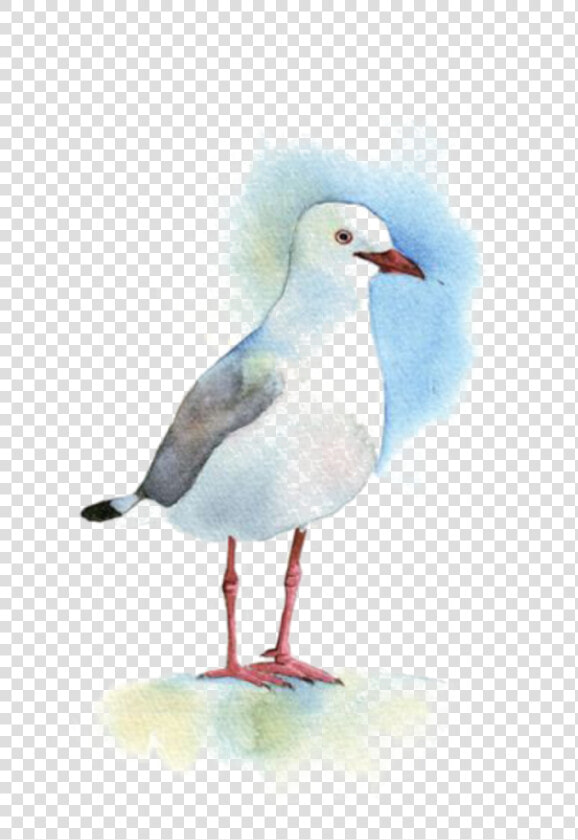  ftestickers  watercolor  painting  bird  seagull   Water Bird  HD Png DownloadTransparent PNG