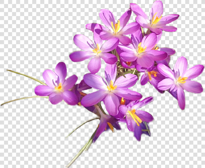  crocus   Tommie Crocus  HD Png DownloadTransparent PNG