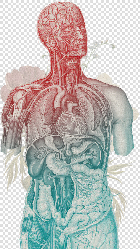 Human Body Vintage   Png Download   Body  39 s Endocannabinoid System  Transparent PngTransparent PNG